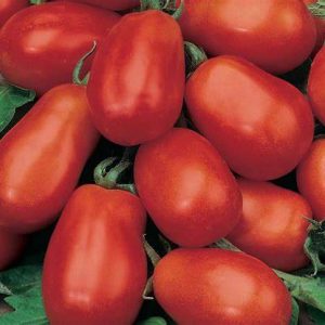 Tomates Italiennes