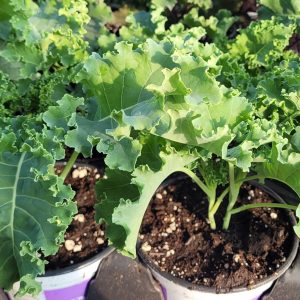 Plant de Kale vert