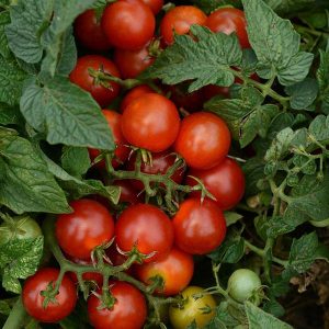 Tomate cerise Red Robin ( Balcon)