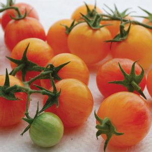 Tomate Tropicales sunset