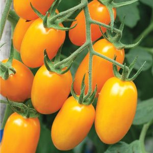 Tomate raisins jaunes Nova