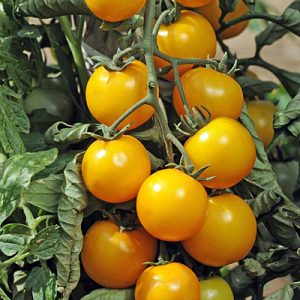 Tomate cerises jaune Gold nugget
