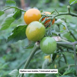 Tomate cerises Orange Orangeto