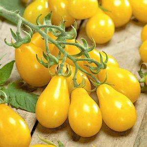Tomate Poires jaunes