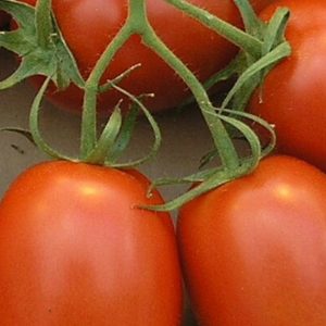 Tomate Italienne Roma